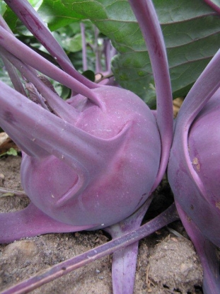 Picture of Kohl Rabi Delicacy Purple